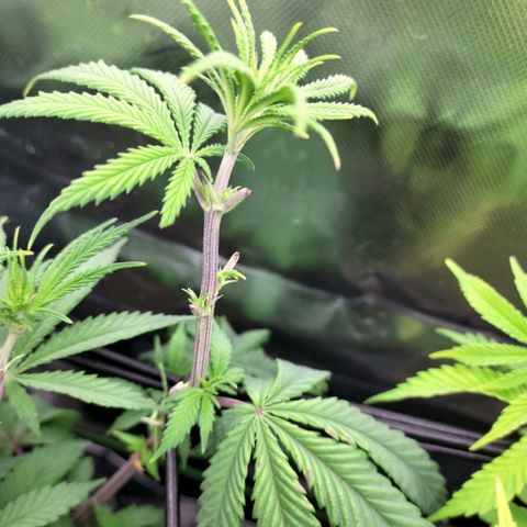 Platinum Cake growlog timeline photo