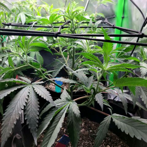 Northern Lights 1 and 2 growlog timeline photo