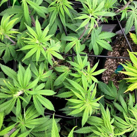 Northern Lights 1 and 2 growlog timeline photo