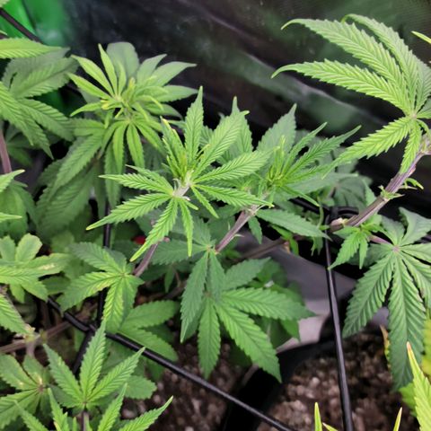 Northern Lights 1 and 2 growlog timeline photo