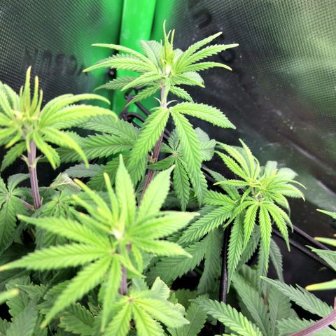 Northern Lights 1 and 2 growlog timeline photo