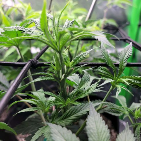 Northern Lights 1 and 2 growlog timeline photo