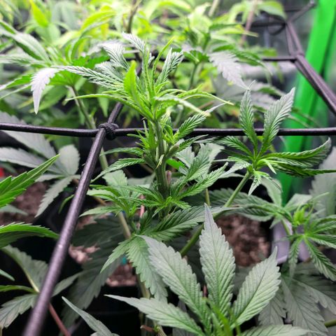 Northern Lights 1 and 2 growlog timeline photo