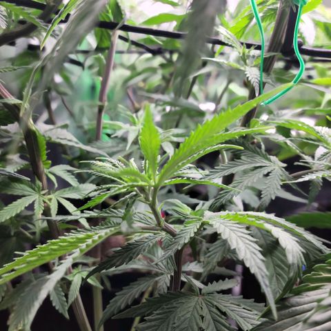 Northern Lights 3 growlog timeline photo