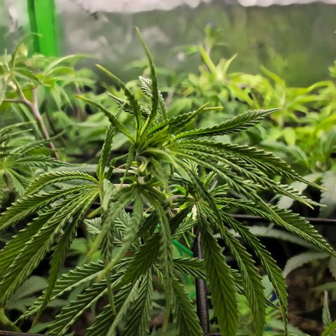 Northern Lights 3 growlog timeline photo