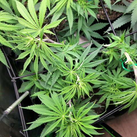 Northern Lights 3 growlog timeline photo