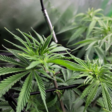 Northern Lights 3 growlog timeline photo