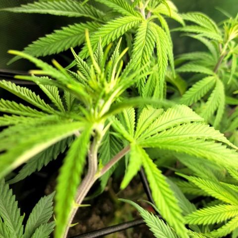 Northern Lights 3 growlog timeline photo