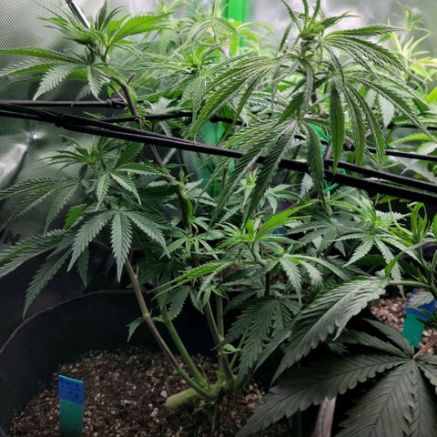 Northern Lights 3 growlog timeline photo