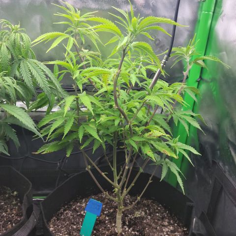 Platinum Cake growlog timeline photo