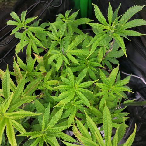 Platinum Cake growlog timeline photo