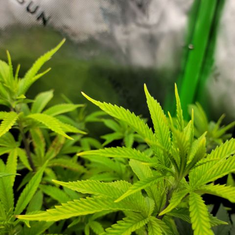 Platinum Cake growlog timeline photo