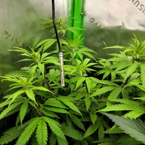 Platinum Cake growlog timeline photo