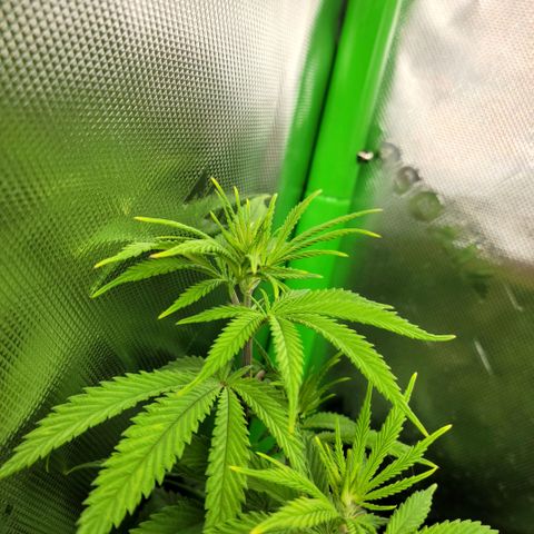 Platinum Cake growlog timeline photo