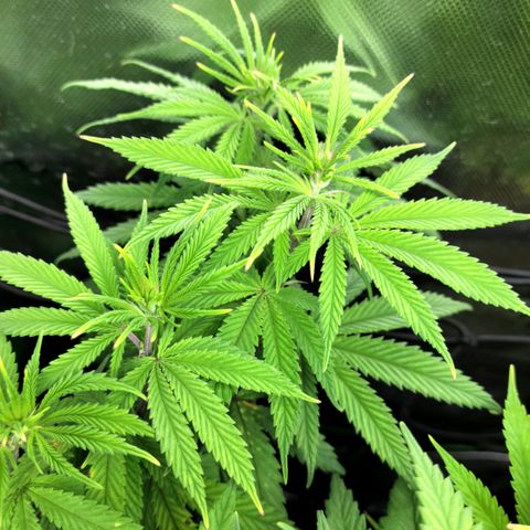 Platinum Cake growlog timeline photo