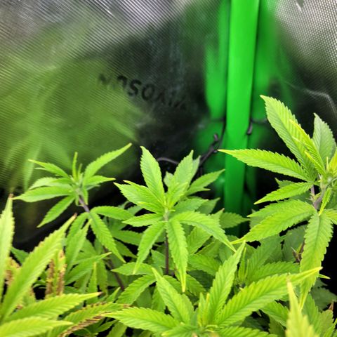 Platinum Cake growlog timeline photo