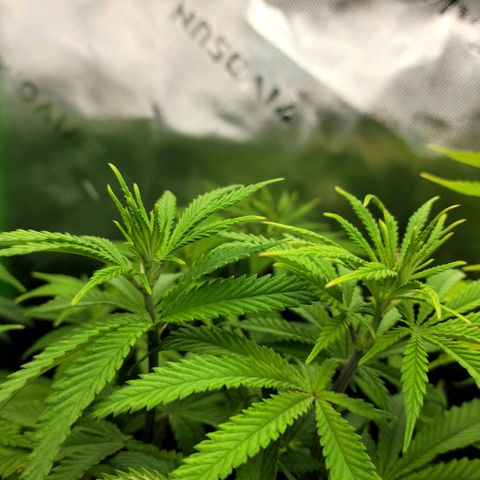 Platinum Cake growlog timeline photo