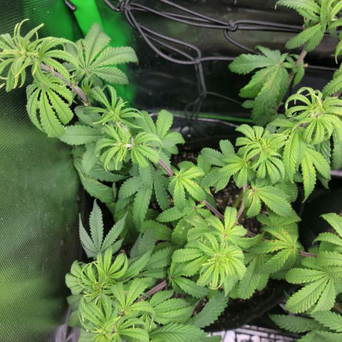 Northern Lights 1 and 2 growlog timeline photo