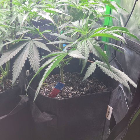 Northern Lights 1 and 2 growlog timeline photo