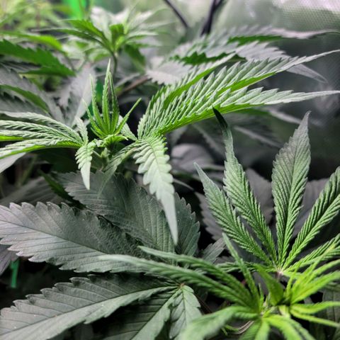 Northern Lights 1 and 2 growlog timeline photo