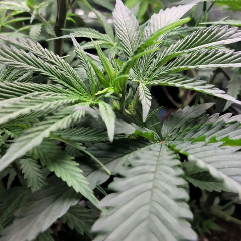 Northern Lights 1 and 2 growlog timeline photo