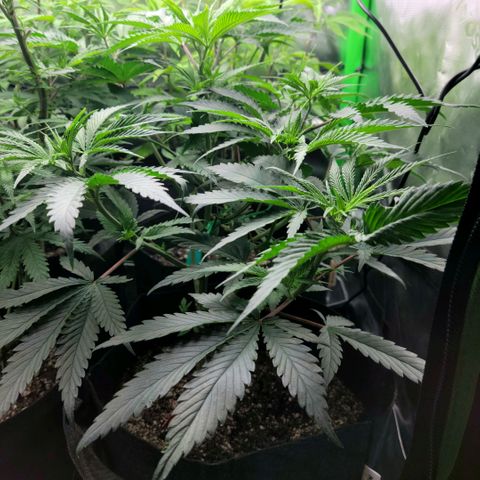 Northern Lights 1 and 2 growlog timeline photo