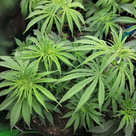 Northern Lights 3 growlog timeline photo