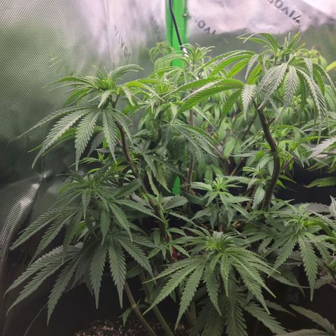 Northern Lights 3 growlog timeline photo