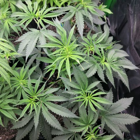 Northern Lights 3 growlog timeline photo