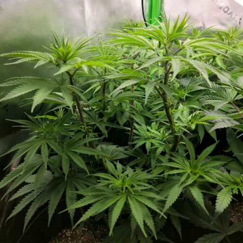 Northern Lights 3 growlog photo: Her pistols are starting to come on!