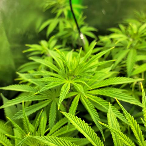 Northern Lights 3 growlog photo: Her pistols are starting to come on!