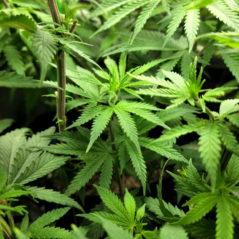 Northern Lights 3 growlog photo: Her pistols are starting to come on!