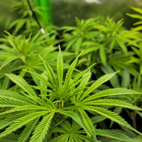 Northern Lights 3 growlog photo: Her pistols are starting to come on!