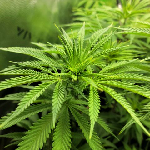 Northern Lights 3 growlog photo: Her pistols are starting to come on!