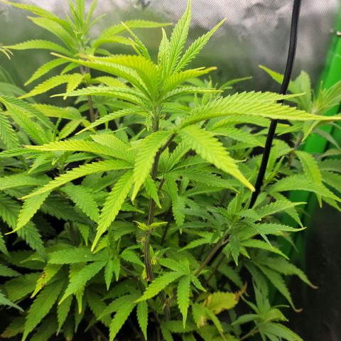 Platinum Cake growlog timeline photo