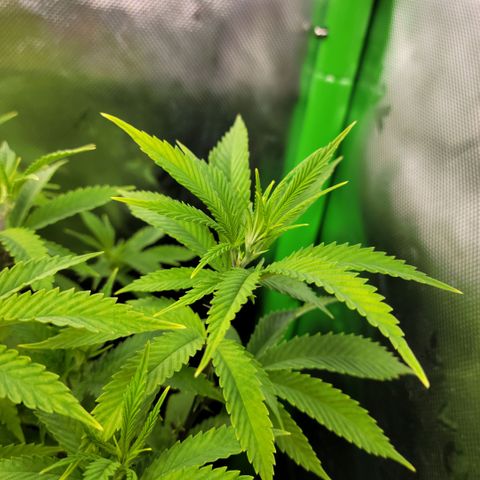 Platinum Cake growlog timeline photo