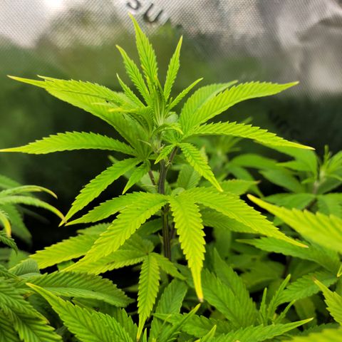 Platinum Cake growlog timeline photo