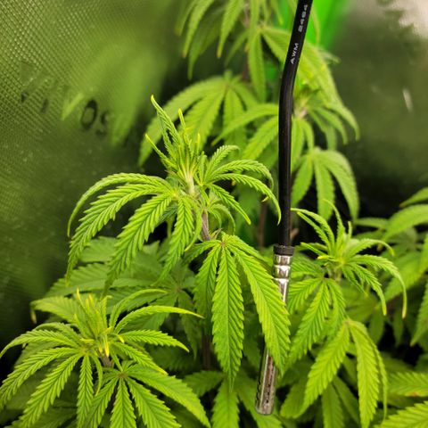 Northern Lights 1 and 2 growlog timeline photo