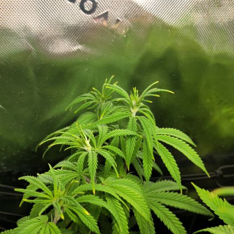 Northern Lights 1 and 2 growlog timeline photo