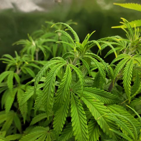 Northern Lights 1 and 2 growlog timeline photo