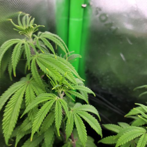 Northern Lights 1 and 2 growlog timeline photo