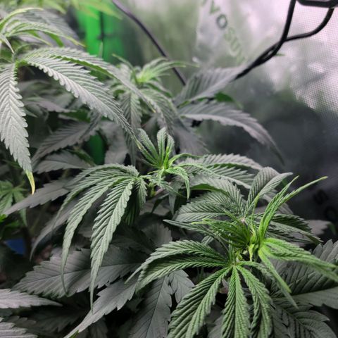 Northern Lights 1 and 2 growlog timeline photo