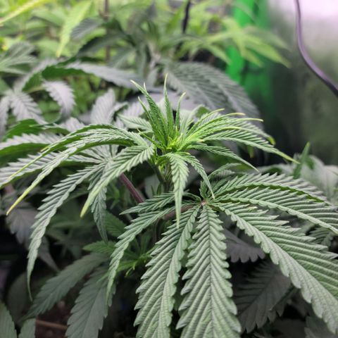 Northern Lights 1 and 2 growlog timeline photo