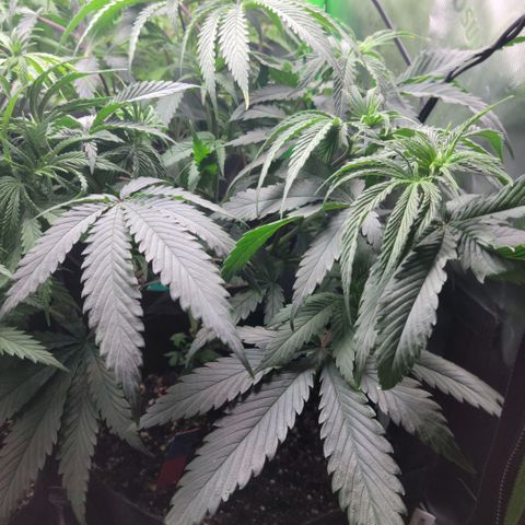 Northern Lights 1 and 2 growlog timeline photo