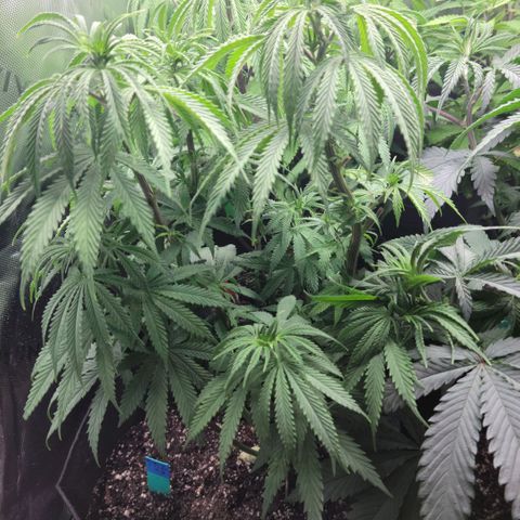 Northern Lights 3 growlog timeline photo