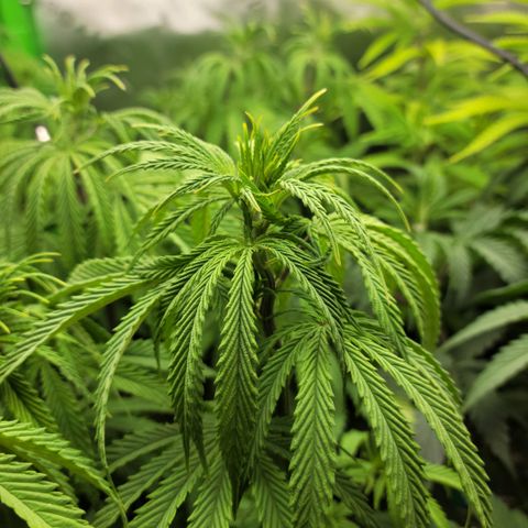 Northern Lights 3 growlog timeline photo