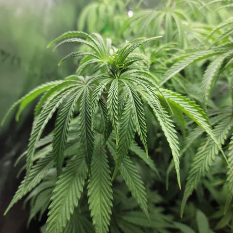 Northern Lights 3 growlog timeline photo