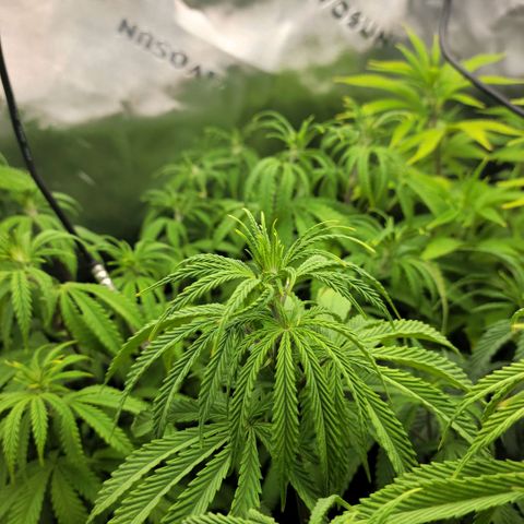 Northern Lights 3 growlog timeline photo
