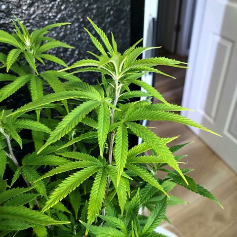 Platinum Cake growlog timeline photo