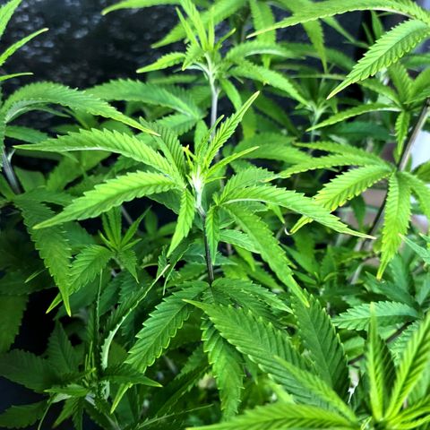 Platinum Cake growlog timeline photo